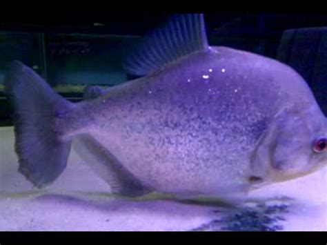 blue diamond piranha|AE Aquatics (LG Blue Diamond Piranha) .